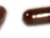 SINOSCIZK 04 Coriolous Versicolor Yungzhi Polysaccharide Capsule SINOSCIZK 04 Coriolous Versicolor Yungzhi Polysaccharide Capsule